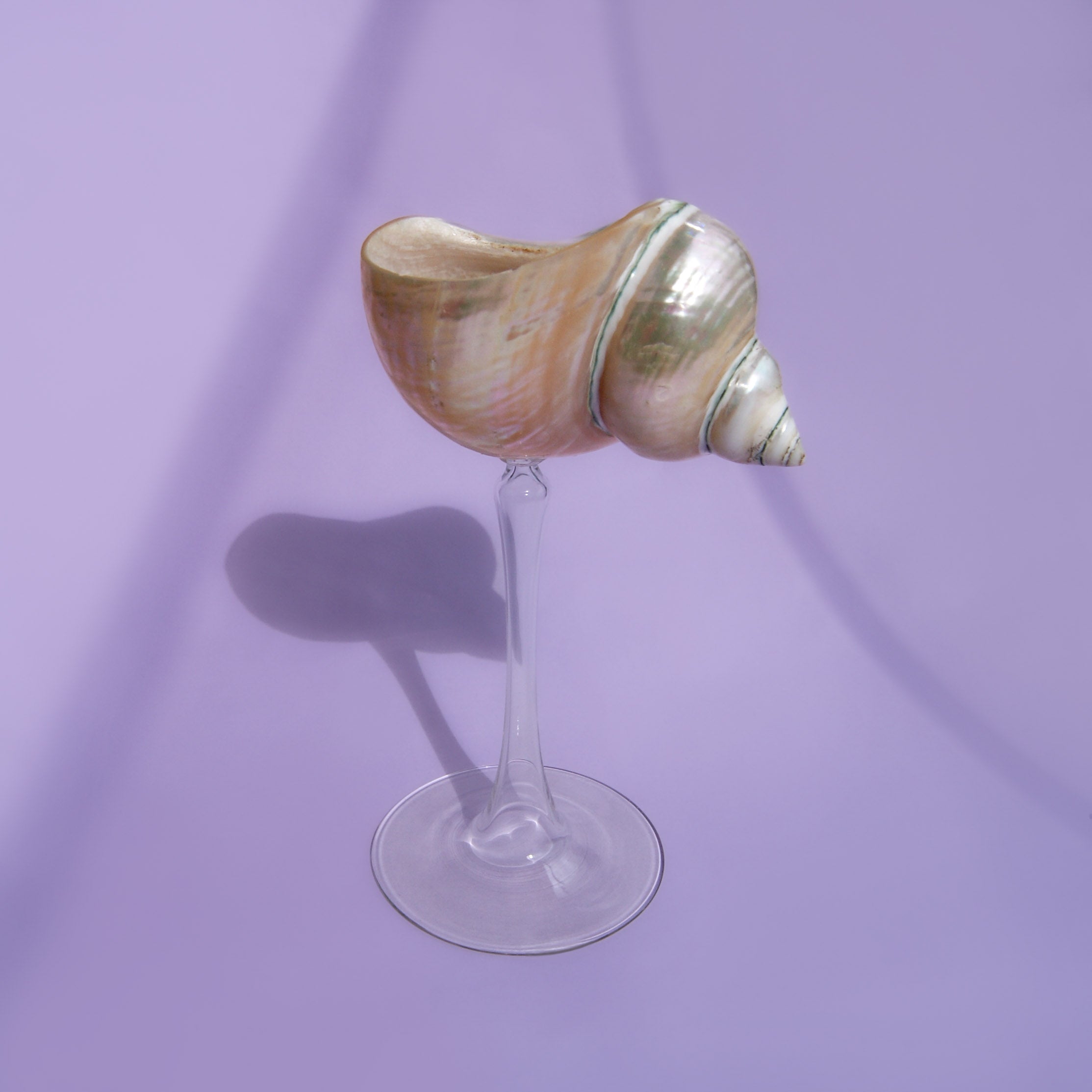 Galatea Dekoratif Kadeh