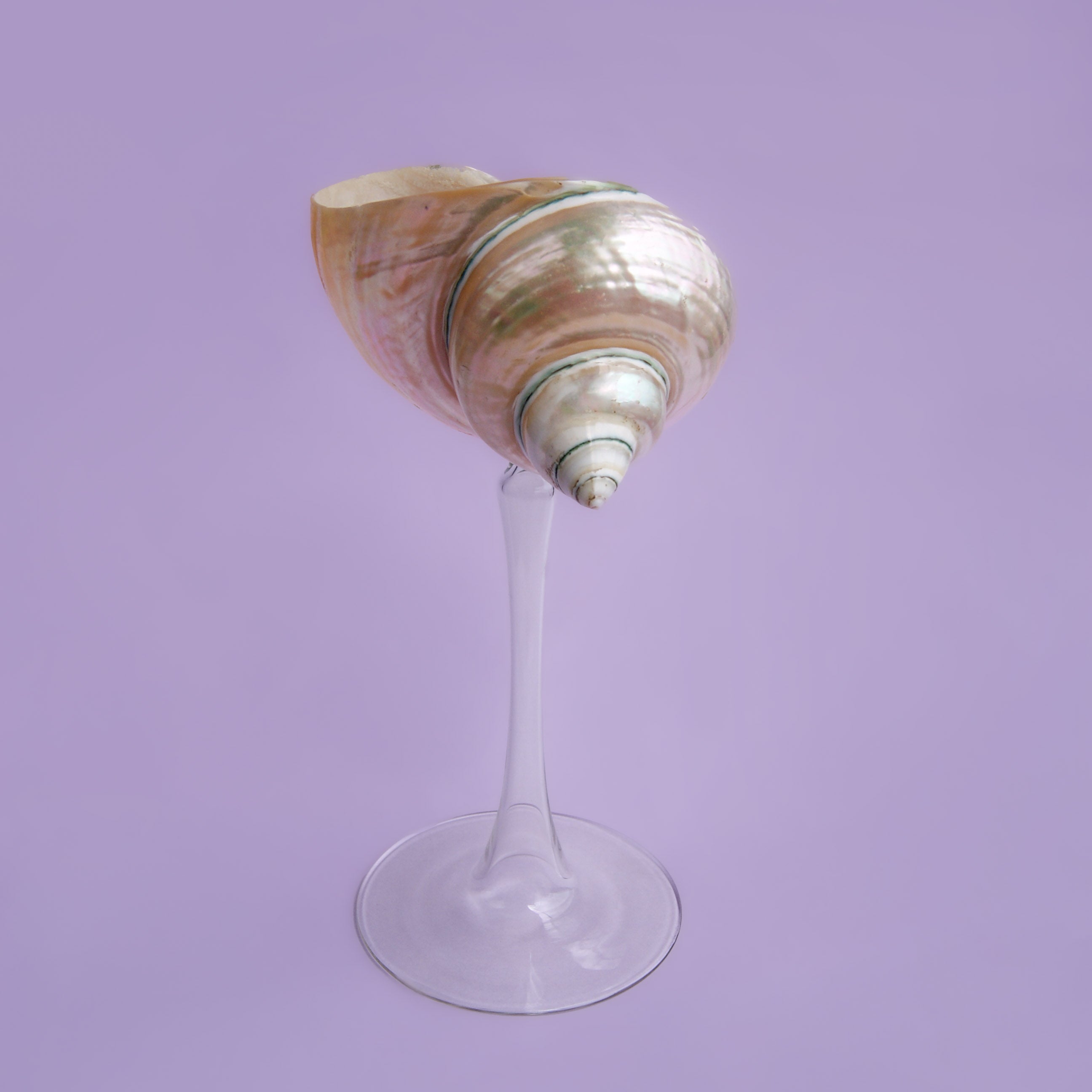 Galatea Dekoratif Kadeh